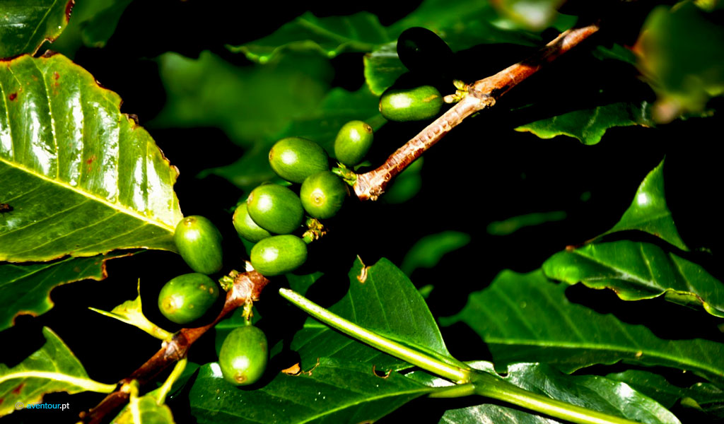 Plantação de café na Fajã dos Vimes na ilha de São Jorge nos Açores